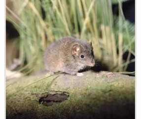 世俱杯-自然界交尾时间最长的动物是哪个？人类为什么不能像它们一样？